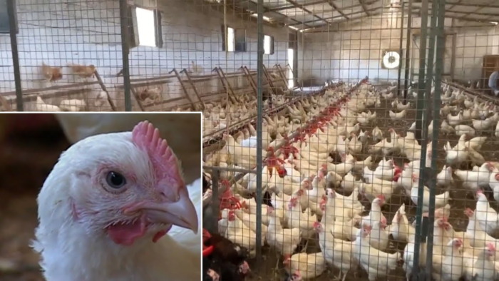 Η Ολλανδία σκότωσε άλλα 300.000 κοτόπουλα εν μέσω επιδημίας γρίπης των πτηνών