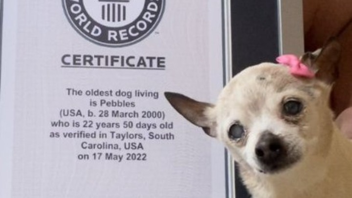 ΗΠΑ: Πέθανε η σκυλίτσα που κατείχε το ρεκόρ του γηραιότερου σκύλου στον κόσμο