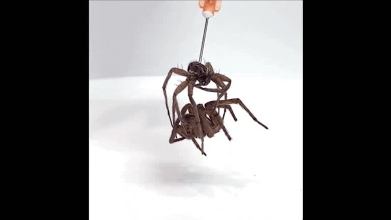 Μηχανολόγοι μηχανικοί μετατρέπουν νεκρές αράχνες σε μηχανικές λαβές (video)