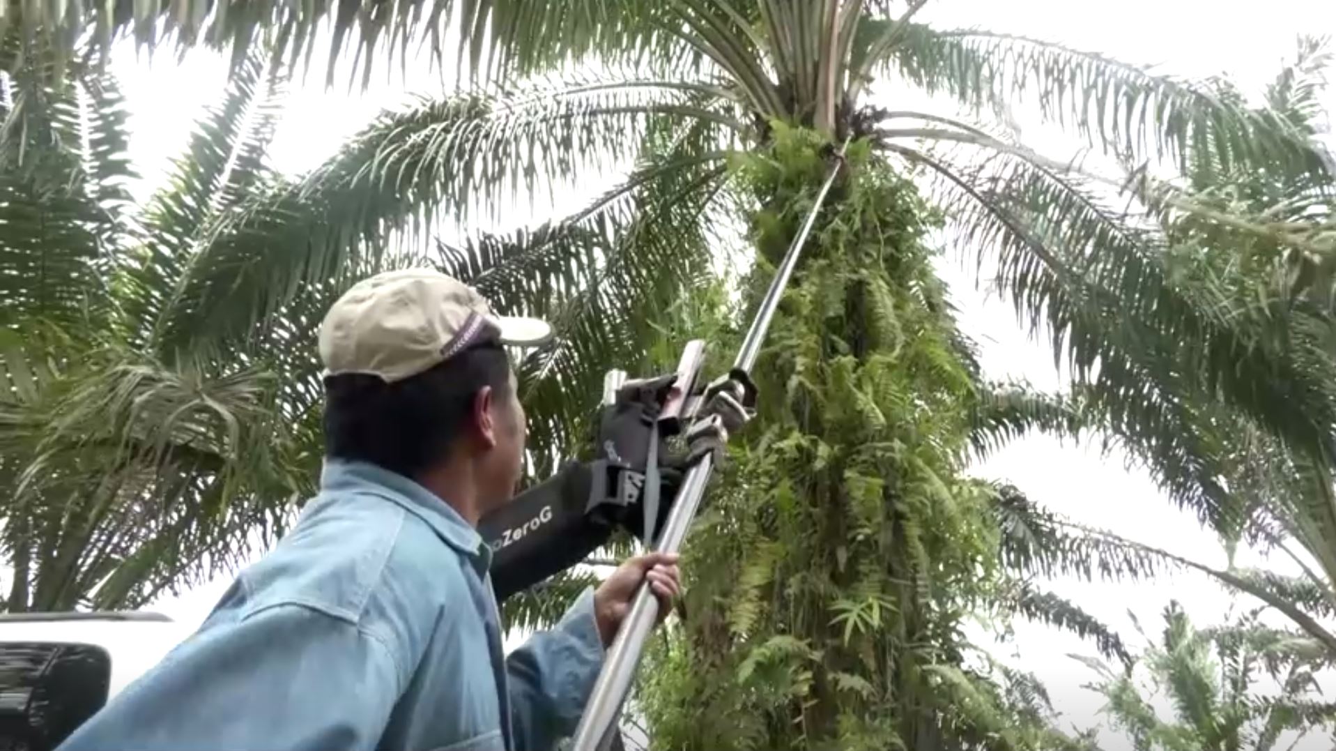 Μαλαισιανοί ερευνητές χρησιμοποιούν εξωσκελετό για να ενισχύσουν τη συλλογή φοινικέλαιου (video)