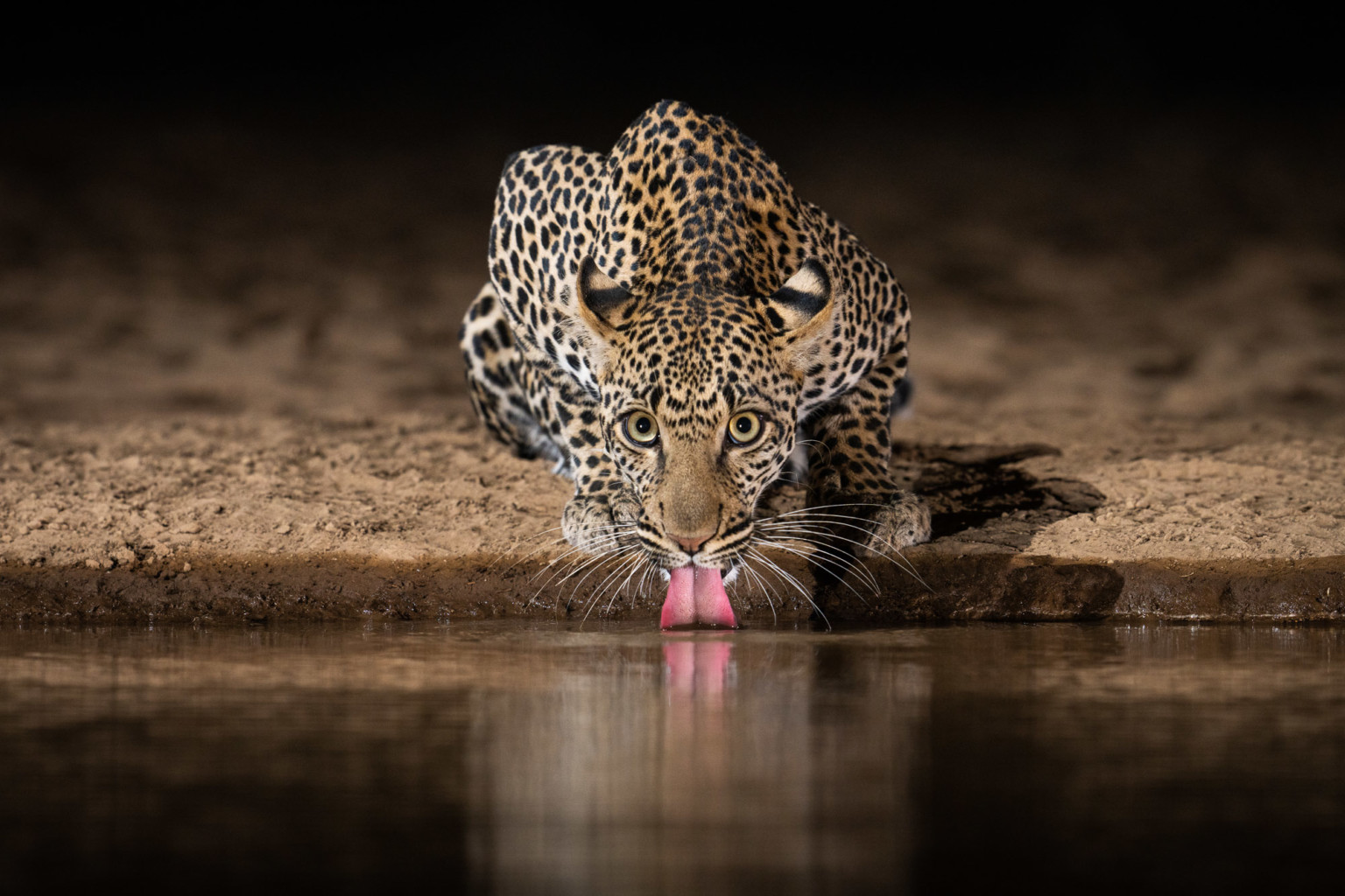 Κένυα: Φωτογράφος δημιουργεί νερόλακκο και βγάζει εντυπωσιακές φωτογραφίες άγριας ζωής