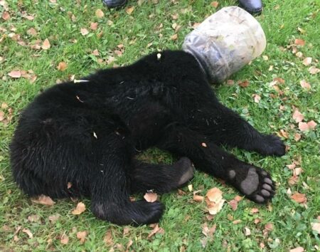Αρκούδα βρέθηκε με το κεφάλι παγιδευμένο σε πλαστικό βαρέλι
