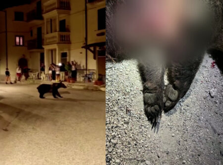 Ιταλία: Δημόσια κατακραυγή για τη δολοφονία της πασίγνωστης καφέ αρκούδας «Αμαρένα»
