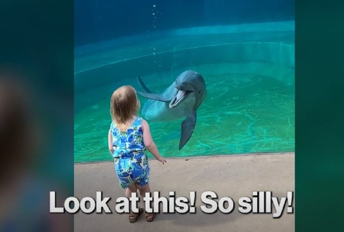 Απίστευτη φιλία μεταξύ μικρού κοριτσιού και… δελφινιού – Δείτε το viral βίντεο