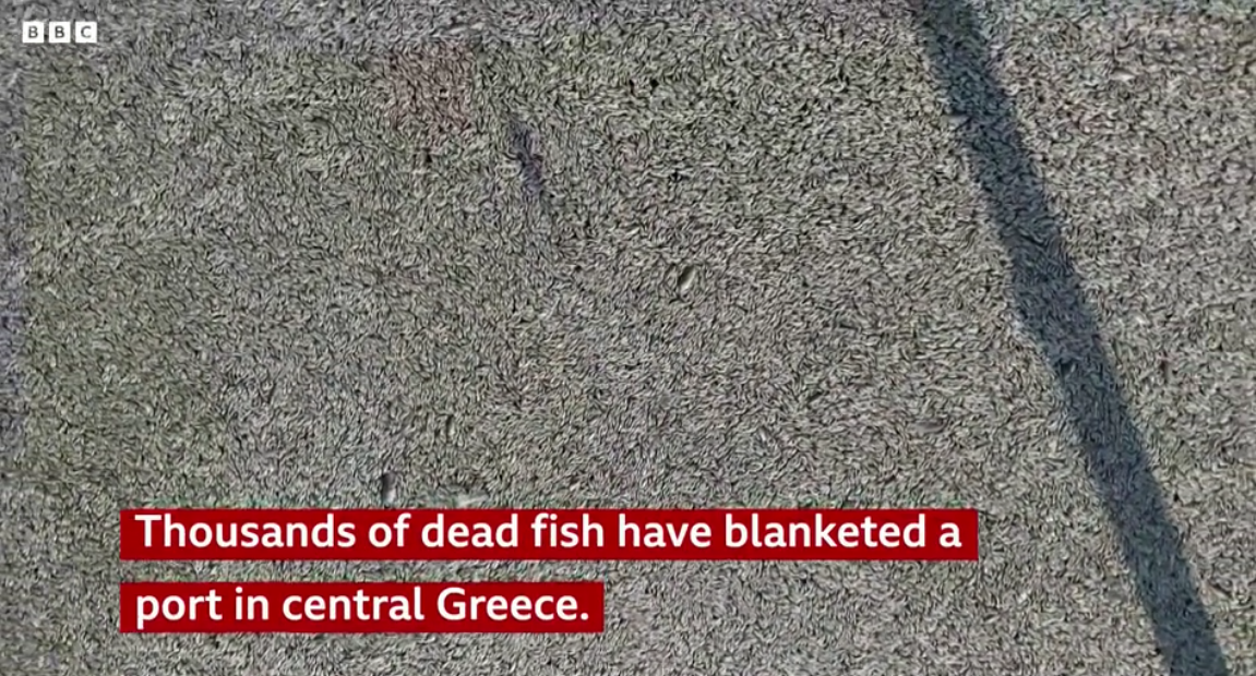 screenshot 2024 08 29 at 09 58 48 thousands of floating dead fish blanket greek port